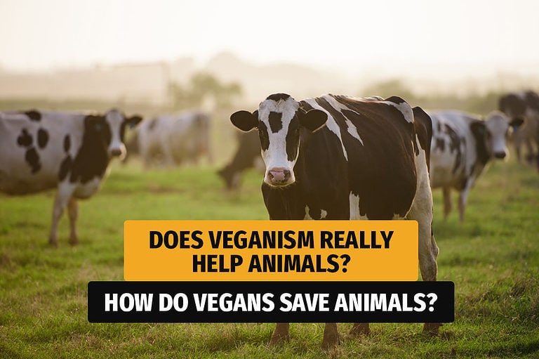 Does veganism Really help animals