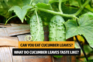 Can you eat cucumber leaves