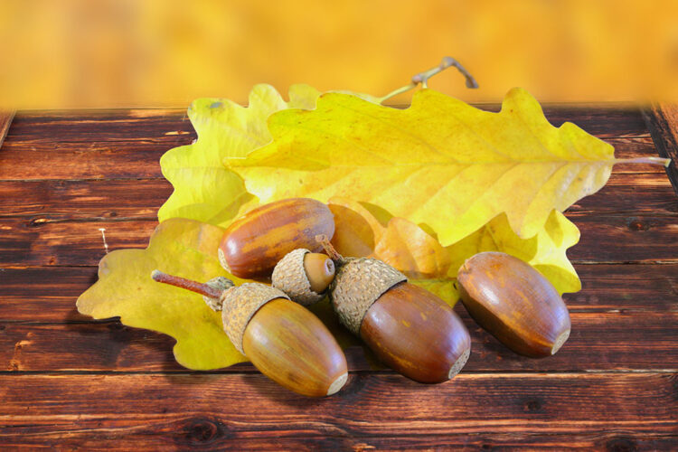 The Nutty Battle: Chestnuts versus Acorns - Vegan Pots