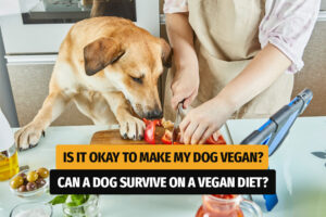 Is It Okay to Make My Dog Vegan