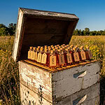 An open, weathered white beehive box in a wildflower meadow, filled with small corked bottles of amber syrup tagged maple, agave and date